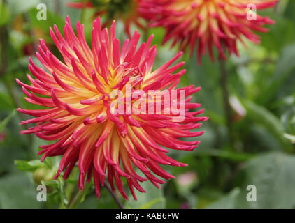 Dahlie 'Weston Spanische Tänzerin', ein Kaktus Typ, bicolor auffällige Blume in voller Blüte in einem Englischen Garten im Spätsommer (August), UK Stockfoto