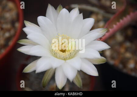 Ein Kaktus Zimmerpflanze (Echinopsis leucantha) m Blüte in einem warmen, sonnigen Standort im August, Großbritannien Stockfoto