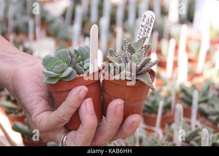 Kakteen aus einer Gärtnerei kaufen. VEREINIGTES KÖNIGREICH Stockfoto