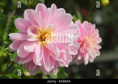 Dahlie 'Bracken Ballerina', eine Rosa, waterlily Typ Dahlia, in voller Blüte in einem Englischen Garten im Spätsommer Stockfoto