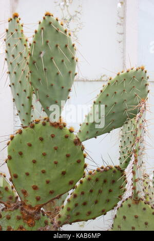 Eine ausgereifte Bunny Ohren Kaktus (Opuntia microdasys), manchmal auch als Polka Dot Kaktus, wächst in einem englischen Gewächshaus, Großbritannien Stockfoto