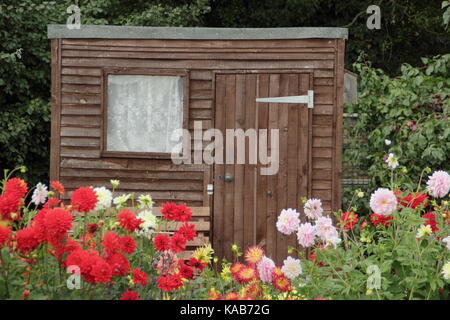 Dahlie Blüten einschließlich Bargaly Erröten und Weston Spanische Tänzerin, blühende vor einem in einem englischen Schrebergarten im Spätsommer vergossen Stockfoto