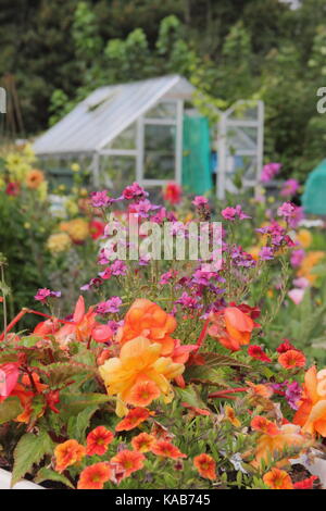 Blumen wachsen in Englisch Schrebergarten Grundstücke in Sommer in Rotherham, South Yorkshire, England, Großbritannien Stockfoto