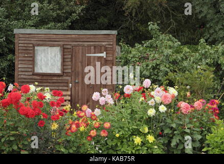 Dahlie Blüten einschließlich Bargaly Erröten und Weston Spanische Tänzerin, blühende vor einem in einem englischen Schrebergarten im Spätsommer vergossen Stockfoto