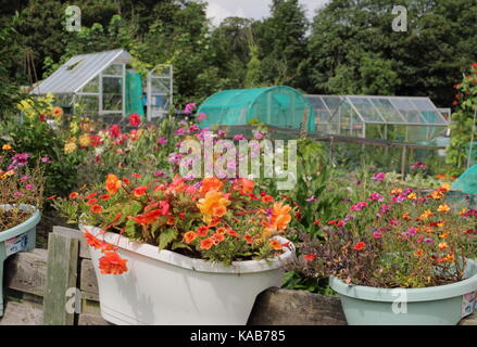 Blumen wachsen in Englisch Schrebergarten Grundstücke in Sommer in Rotherham, South Yorkshire, England, Großbritannien Stockfoto