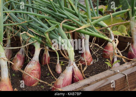 Lange Rote Florenz, eine milde süße Zwiebel Sorte, wächst in einem Bett in einem englischen Schrebergarten im Spätsommer, Großbritannien Stockfoto