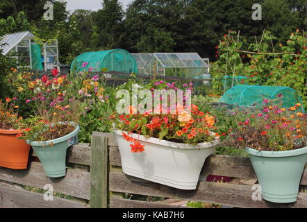 Blumen wachsen in Englisch Schrebergarten Grundstücke in Sommer in Rotherham, South Yorkshire, England, Großbritannien Stockfoto