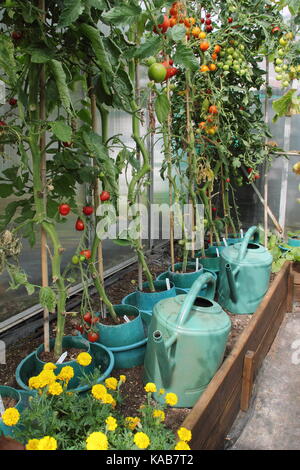 Tomatenpflanzen, beraubt ihrer unteren Blätter eine bessere Ernte zu fördern, wachsen in der angehobenen Grenzen in einem Gewächshaus auf einem englischen Schrebergarten Stockfoto