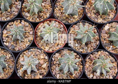 Barrel Kaktus Pflanzen (ferocactus glaucescens) thiriving in kleine Töpfe in einem warmen, sonnigen indoor Spot, Großbritannien Stockfoto