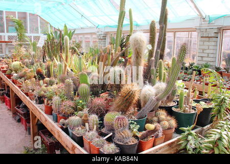 Eine private Sammlung von Kakteen und Pflanzen auf dem Display neben Pflanzen für den Verkauf in den großen Gewächshäusern an der Eiche Dene Baumschulen, Barnsley, England, Großbritannien Stockfoto