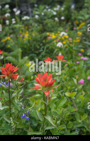 Orange Indian Paintbrush blüht im Alm zusammen mit einer Vielzahl von anderen Wildblumen Stockfoto