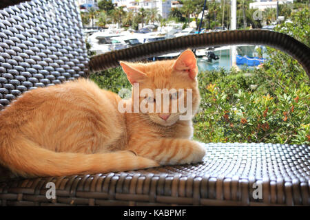 Hauskatze, Ingwer, Red Tabby, liegend auf einem Stuhl Stockfoto