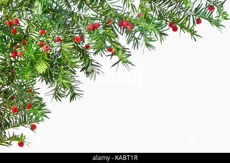 Zweige Eibe mit roten Früchten in der Nähe nach oben isoliert auf weißem Hintergrund. Stockfoto