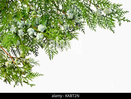 Thuja Zweig mit Obst auf einem weißen Hintergrund. Grüne Thuja Zweig mit unreife Früchte. Stockfoto