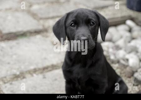 Schwarzer Labrador Welpen sitzen Stockfoto