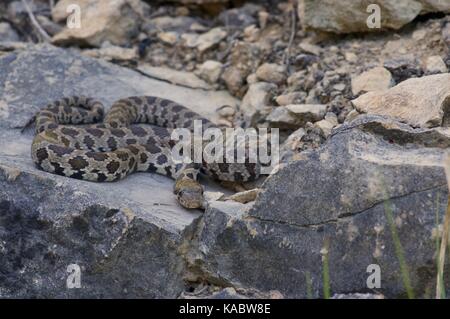 Eine westliche Foxsnake (Pantherophis ramspotti) auf Felsen in Jasper County, Iowa, USA, gespult Stockfoto