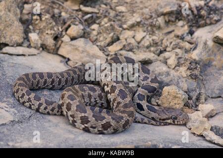 Eine westliche Foxsnake (Pantherophis ramspotti) auf Felsen in Jasper County, Iowa, USA, gespult Stockfoto