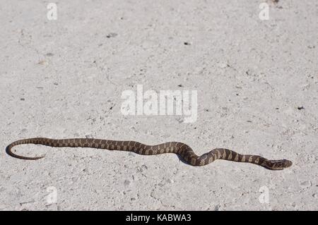 Eine junge Gemeinsame Watersnake (Nerodia sipedon sipedon) ausgestreckt auf einer Schotterstraße in Squaw Creek National Wildlife Refuge, Missouri, USA Stockfoto