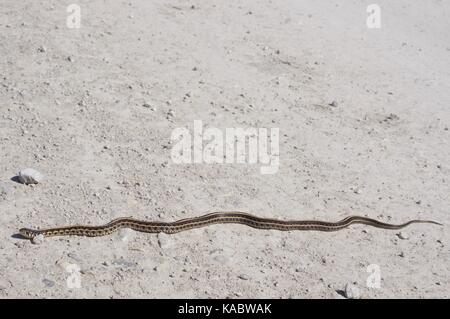 Eine Ebenen Gartersnake (Thamnophis Radix) ausgestreckt auf einer Schotterstraße in Squaw Creek National Wildlife Refuge, Missouri, USA Stockfoto