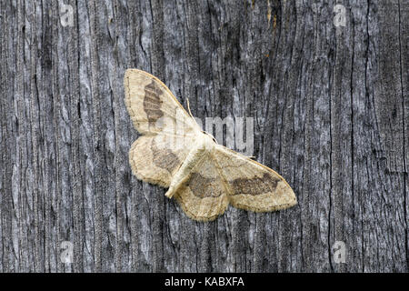 Medienstars Wave Moth, Idaea aversata, Gebändert oder ribboned Form Stockfoto