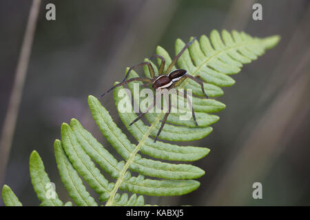 Raft Spinne, Dolomedes fimbriatus Stockfoto