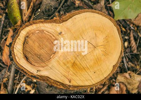 Frisches Holz anmelden, Jahresringe Stockfoto
