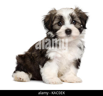 Cute Silver Sable havaneser Welpe Hund sitzt und auf Kamera, auf weißem Hintergrund Stockfoto