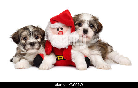 Zwei süße bichon Havaneser Welpen liegen mit ein wenig santa claus Plüsch toy - auf weißem Hintergrund Stockfoto