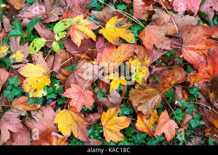 Schicht von nassen Bunte rote und gelbe Herbst oder Herbstlaub auf grünem Efeu auf einem waldboden gesehen von oben konzeptionelle der Wechsel der Jahreszeiten und die l Stockfoto