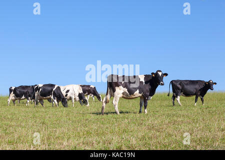 Herde von Schwarzbunte Milchkühe grasen auf einer Weide in der Skyline gegen sonnigen blauen Himmel mit Kopie Raum Stockfoto