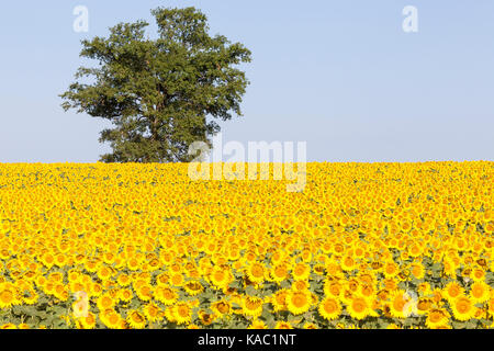 Bunte Feld der gelben Sonnenblumen, helianthus, und ein einsames Grüner Baum am Horizont im frühen Morgenlicht. Diese heliotropic Blumen konfrontiert sind Stockfoto