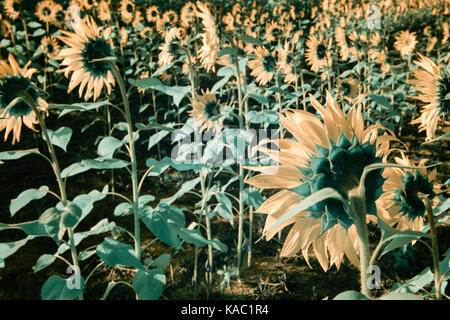 Feld mit Sonnenblumen blühen in den frühen Morgen Sonne in Infrarot.. Stockfoto