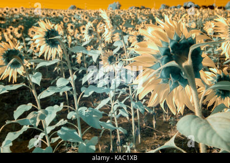 Feld mit Sonnenblumen blühen in den frühen Morgen Sonne in Infrarot.. Stockfoto