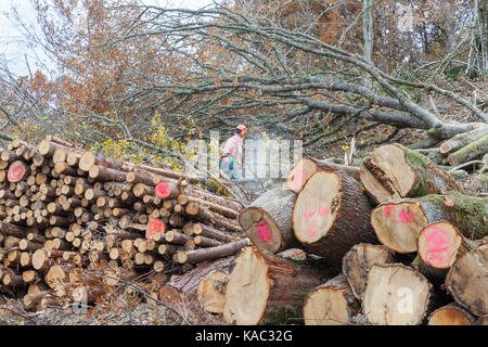 Förster trimmen zweigt eine gefällte Eiche in eine Plantage mit Hilfe einer Kettensäge bei der Anmeldung im Spätherbst mit Stapeln von Holzstämmen in den Vordergrund. Stockfoto