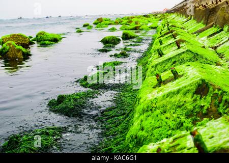 Natürliche Moos im Beach Rock mit blauem Meer bei Ly Sohn Island, Vietnam Stockfoto