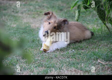 Collie Hund aus Schottland Stockfoto