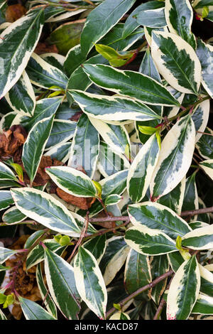 Weiß breitrandigem Panaschierung auf dem schmalen immergrünen Blätter der japanischen Strauch, Cleyera undulata 'Variegata' Stockfoto