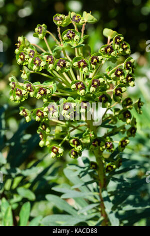 Dark eyed Blumen im Kopf der Hybrid wolfsmilch Euphorbia martinii, x Stockfoto