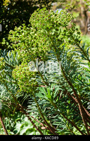 Dark eyed Blumen im Kopf der Hybrid wolfsmilch Euphorbia martinii, x Stockfoto