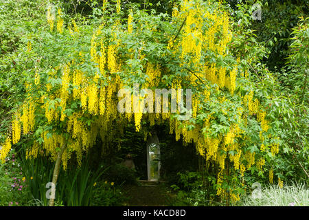 Goldregen Tunnel mit Pflanzen aus Laburnum x watereri 'Vossii' über einem Torbogen in Devon Garten geschult Stockfoto