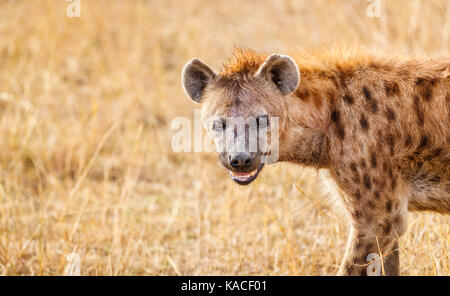 Nahaufnahme der Kopf eines erwachsenen Tüpfelhyäne, Crocuta crocuta, Masai Mara, Kenia, eine gemeinsame Predator - Schnitzeljagd in der Serengeti und viel von Afrika Stockfoto