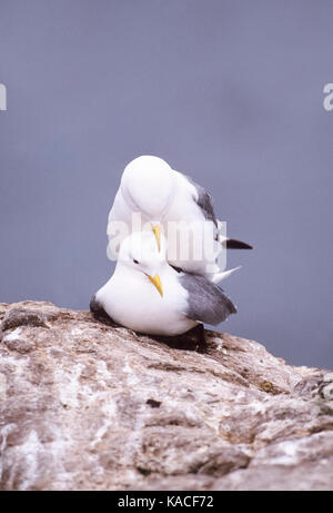 Dreizehenmöwen oder Schwarz-legged Dreizehenmöwen Paarung und balz Verhalten, (Rissa tridactyla), Farne Islands, Northumberland, Großbritannien, Britische Inseln Stockfoto