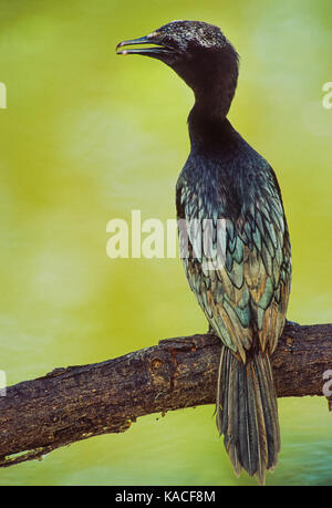 Wenig Kormoran, (Microcarbo niger), auf Zweig thront, Keoladeo Ghana National Park, Bharatpur, Rajasthan, Indien Stockfoto