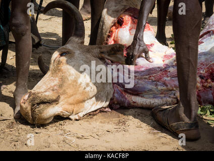 Kuh Opfer während Dassanech Stolz Ox Feier, Salheng, Turkana County, Omorate, Äthiopien Stockfoto