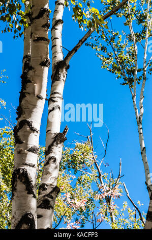 Birken gegen den klaren, blauen Himmel im Sommer. Stockfoto