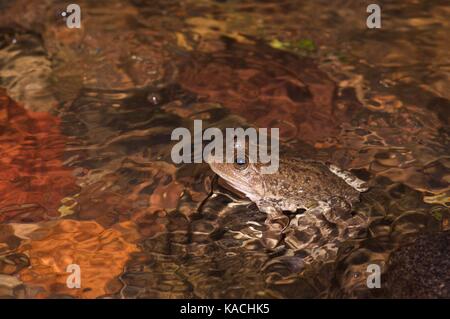 Ein Tarahumara Frosch (Lithobates tarahumarae) auf einem Felsen in einem Bach in der Nähe von Yécora, Sonora, Mexiko Stockfoto