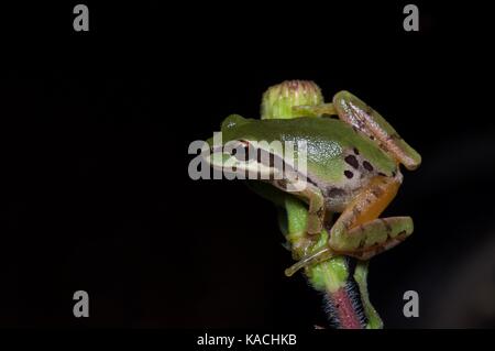 Ein Arizona Mountain Treefrog (Hyla wrightorum), der nachts auf einer kleinen Pflanze in Yécora, Sonora, Mexiko, thront Stockfoto
