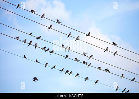 Schwalben Sitzen auf Stromleitungen in der tschechischen Landschaft. Stockfoto