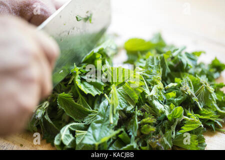 Brennnesseln zerkleinern, schneiden, Brennnessel, große Brennnessel, Brennessel, Urtica dioica, Brennnessel, Brennnessel, Brennnessel, Brennnesselblatt, La grande Stockfoto