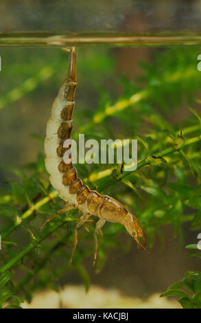 Gelbrandkäfer, GelBrand-Käfer, GelBrand, Larve unter Wasser, Dytiscus marginalis, großer Tauchtkäfer, Larven, Larven, Schwimmkäfer, Dytiscidae Stockfoto